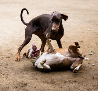 bitka medzi psami vyjasnenie dominancie